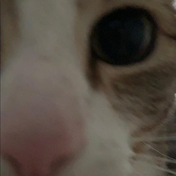 Meet your Posher, Rebecca - Picture 2 of 2